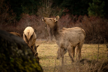 Elk grazing in field