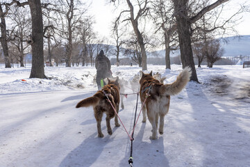 The nearest available place for dog sledding is on the river of Terelj in Terelj National Park. It takes just an hour to reach the dog sledding camp from Ulaanbaatar.