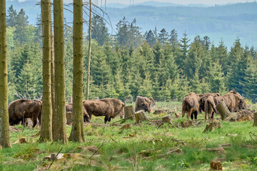 Naklejka premium wild living European wood Bison, also Wisent or Bison Bonasus, is a large land mammal and was almost extinct in Europe, but now reintroduced to the Roothaarsteig mountains in Sauerland Germany.