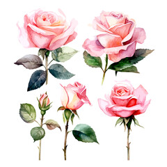 Set of rose floral watecolor. Flower pink rose, green leaves. Floral poster, invitation floral. Vector arrangements for greeting card or invitation design	