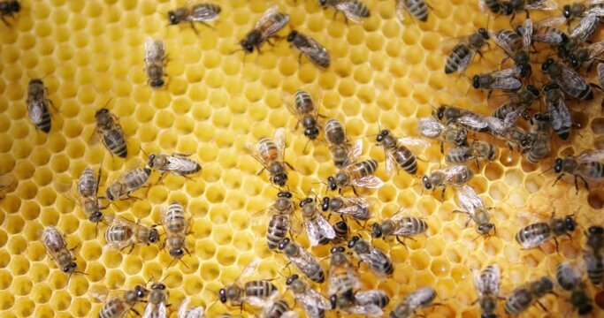 Bees climb the honeycombs. Production of honey in beehives. Apiary and beekeeping.