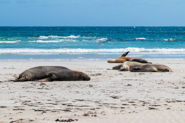 Australian sea lions on the beach 