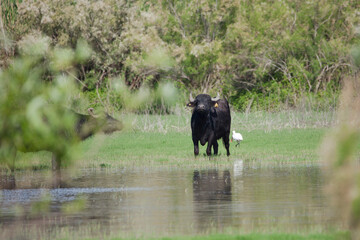 Buffalo on the bank of a stream in the Hula nature reserve, Israel