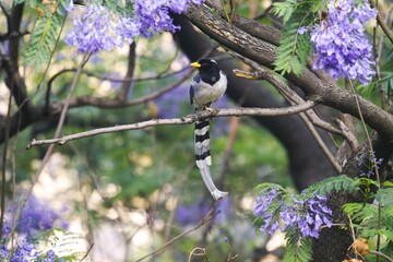 bird on tree