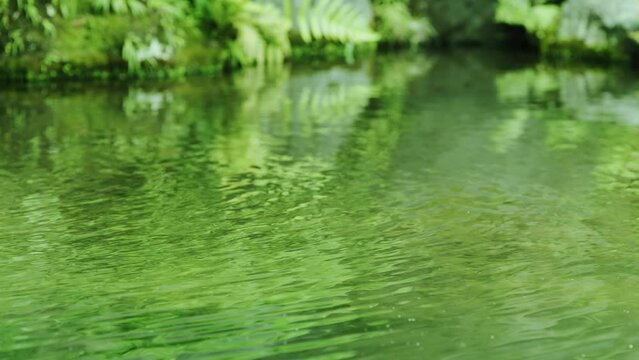 新緑の緑を反射した森の湧き水の揺らぎと波紋　日本・山・夏・涼しい・自然・水資源・環境