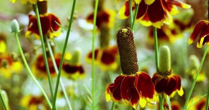Static video of Mexican Hat Flowers ratibida columnifera also known as Prairie Coneflowers.