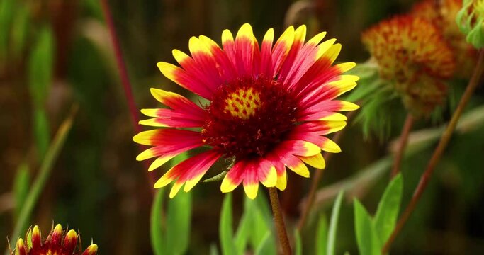 Static video of an Indian Blanket flower Gaillardia pulchella also known as Firewheel and Sundance flower.