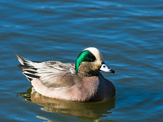 アメリカヒドリ雄