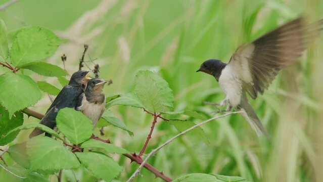 Close up a Swallow birds resting on branch of plant in nature - attack of swallow in danger - slow motion 