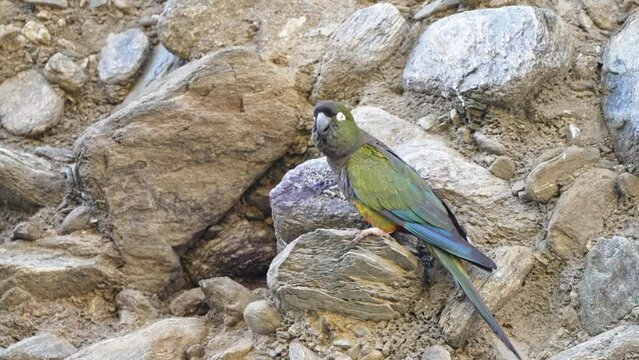 Single burrowing parakeet flaps colorful wings takes off of limestone rock
