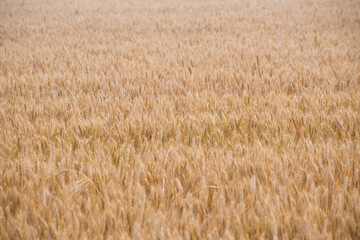 Fototapeta premium Wheat field. Ears of golden wheat in harvest season