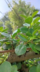 green leaves on the water