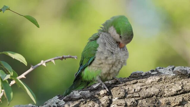 Monk parakeet preens fluff up out chest feathers on tree branch in forest