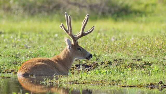 Marsh deer sits in water of pond with tall velvety antlers at midday