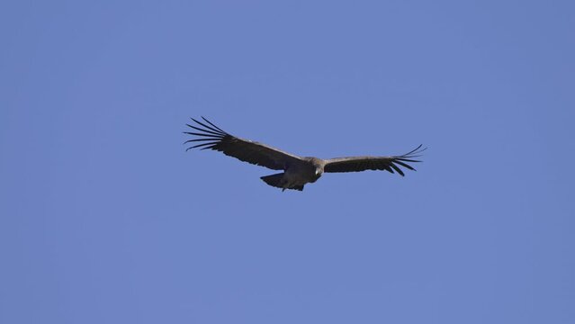 Telephoto tracking follow of Andean Condor wings outstretched soaring