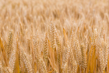 Wheat field. Ears of golden wheat  in harvest season