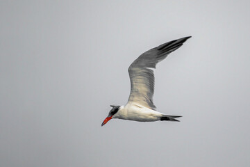 Fototapeta premium Tern