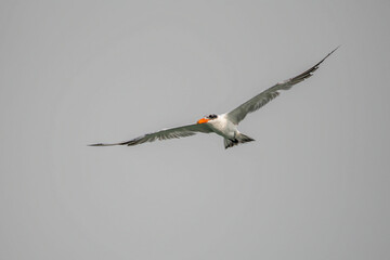 Tern