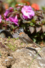 Rufous-collared sparrow or Andean sparrow (Zonotrichia capensis), small song bird. San Gerardo de Dota, Wildlife and birdwatching in Costa Rica.