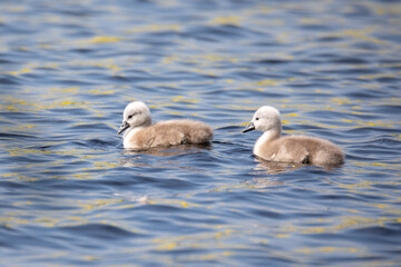 Chickens of bird mute swan (Cygnus olor) swim in spring on pond, Czech Republic Europe wildlife
