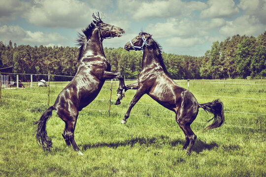 Zwei Pferde spielen auf der Graskoppel und steigen 