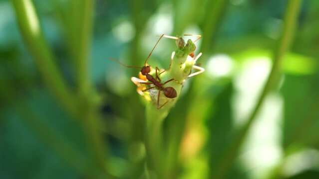Red ant on top of yard long bean plant with beautiful light
