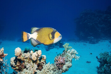 Titan Triggerfish (Balistoides Viridescens), Red Sea, Egypt