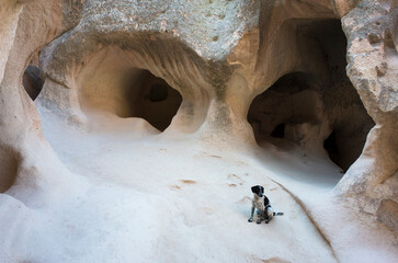 Spotted white-black dog among the cave dwellings of Cappadocia in Pasabag Monks Valley, Turkey