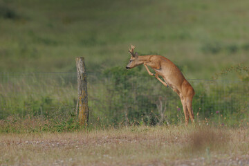 European Roe-Deer Capreolus capreolus in close-up