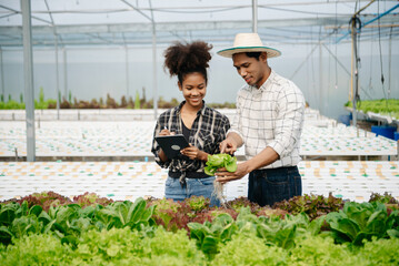 Man and woman working on lettuce plantation in farm using tablet and laptop in greenhouse garden.