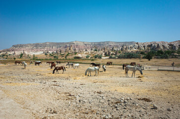 Fototapeta na wymiar Horse farm in Cappadocia, Goreme National Park, Turkey, Large field where horses of different colors eat straw, Mountain on backdrop