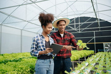 Man and woman working on lettuce plantation in farm using tablet and laptop in greenhouse garden.