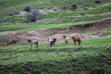 Naklejka na ściany i meble horses graze in the mountains on green lawns against the backdrop of beautiful landscapes