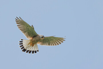 Kestrel Falco tinnunculus in flight looking for prey