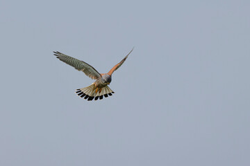 Kestrel Falco tinnunculus in flight looking for prey