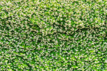 Jasmine plant flower flowering white petsli detail close up nature