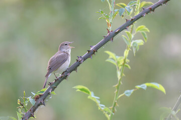Garden warbler Sylvia borin male perched and singing in spring