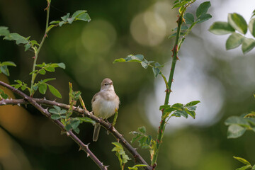 Garden warbler Sylvia borin male perched and singing in spring