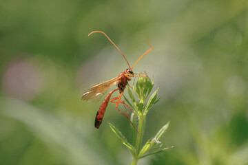 Close-up of an Ichneumonidae wasp sitting on a plant