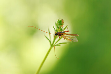 Close-up of an Ichneumonidae wasp sitting on a plant