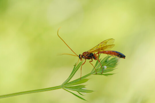 Close-up of an Ichneumonidae wasp sitting on a plant