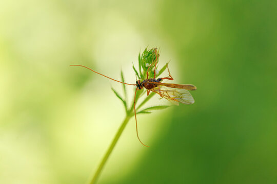 Close-up of an Ichneumonidae wasp sitting on a plant
