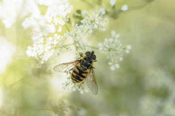 Hoverfly Syrphidae Myathropa arborea sitting on flower