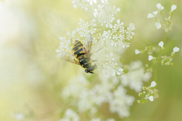 Hoverfly Syrphidae Myathropa arborea sitting on flower