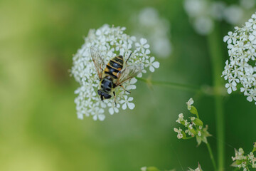 Hoverfly Syrphidae Myathropa arborea sitting on flower
