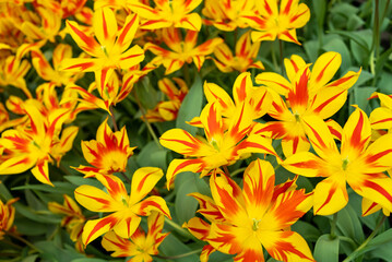 Tulips (Tulipa) Fly Away bloom in a garden at Singapore. Red and yellow Lily-flowered.