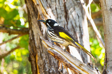 Bird Perth Austrália