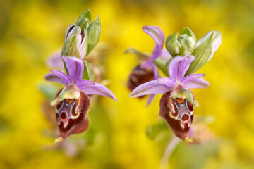 Ophrys apulica, Apulian Ophrys, Gargano in Italy. Flowering European terrestrial wild orchid,...