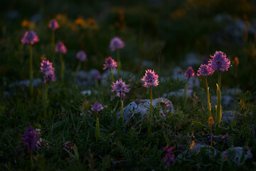 Italy, Group of wild orchid. Orchis italica, Naked Man Orchid, Gargano in Italy. Flowering Pink...