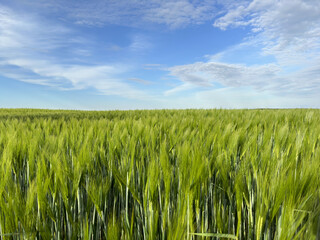 Landschaft Feld mit Korn